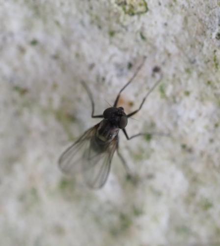 Medetera sp.